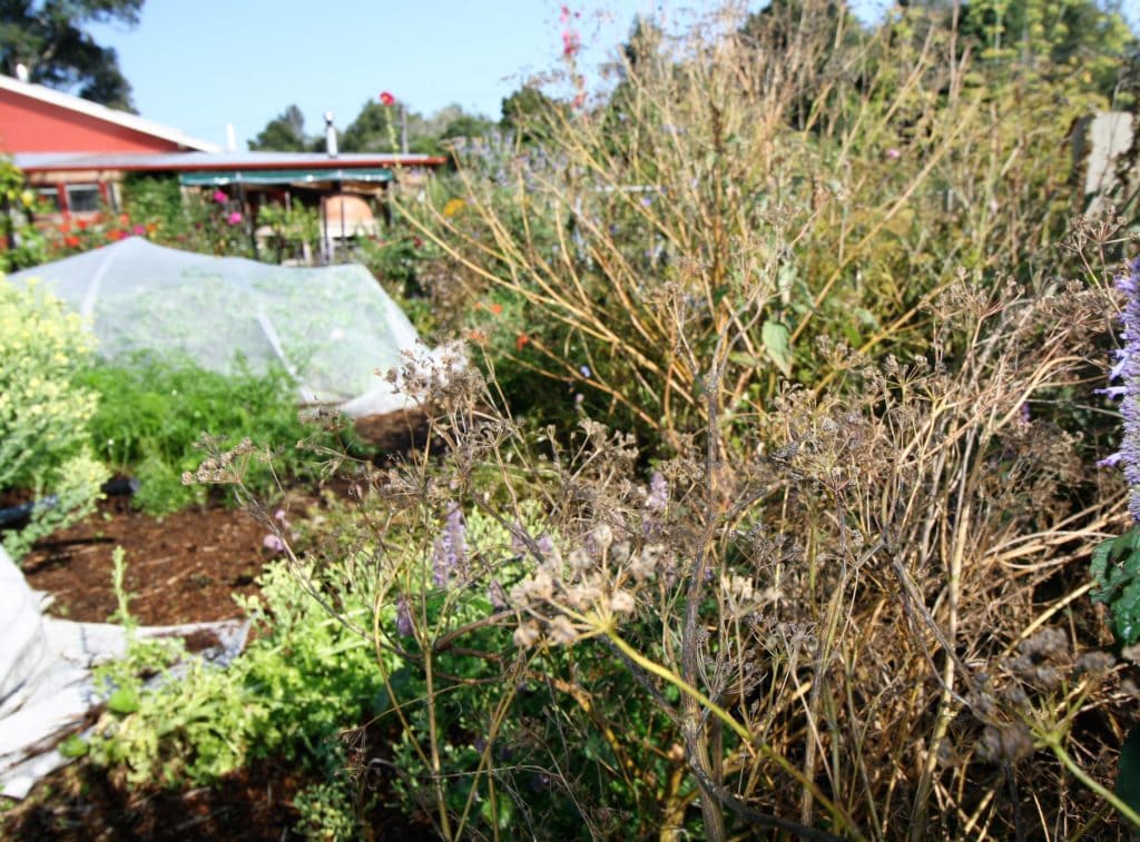 nursery plants