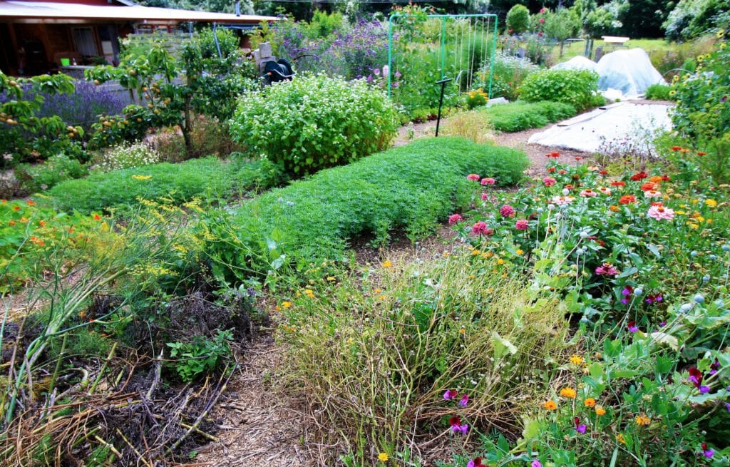 mid jan garden