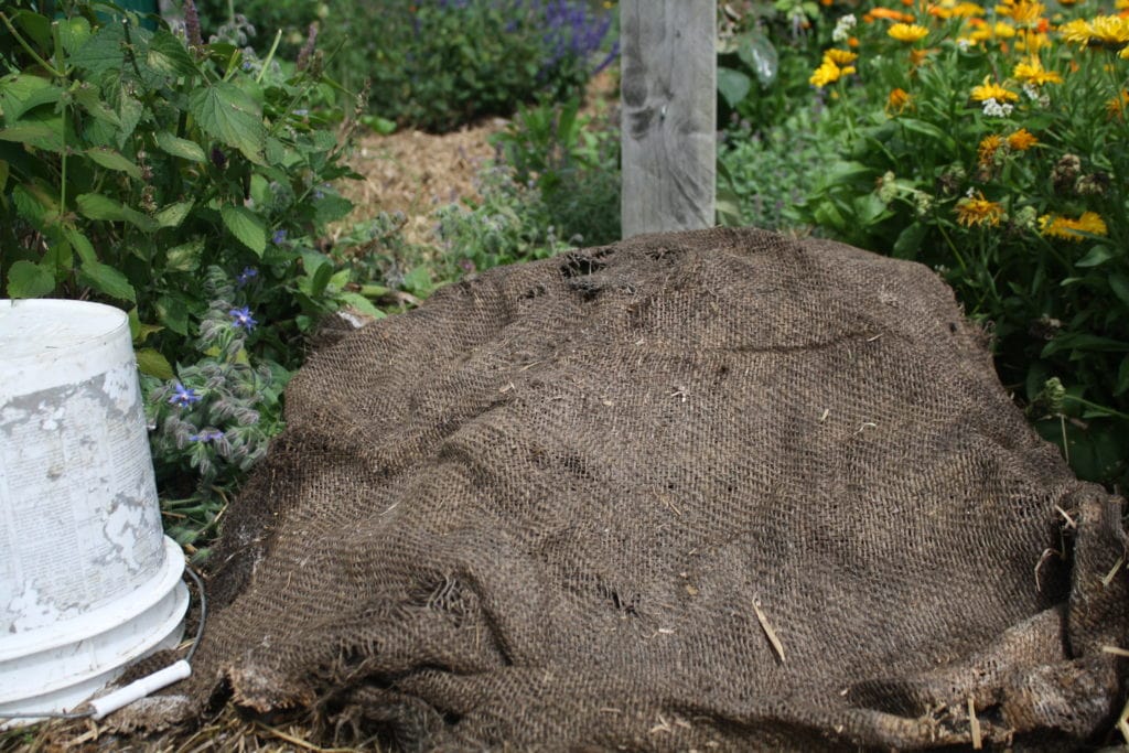 manure pile in the garden covered by sacking