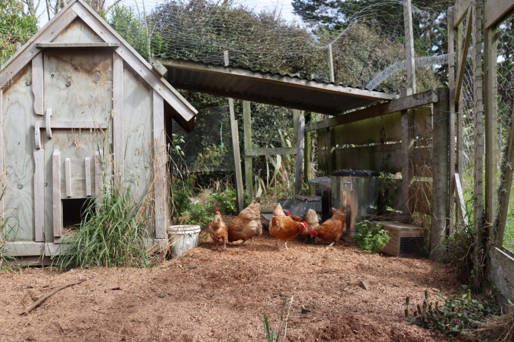 the sawdust yard immediatley outside the chicken house