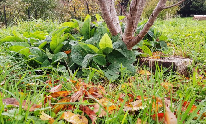 autumn leaves falling in the orchard at ediblebackyard