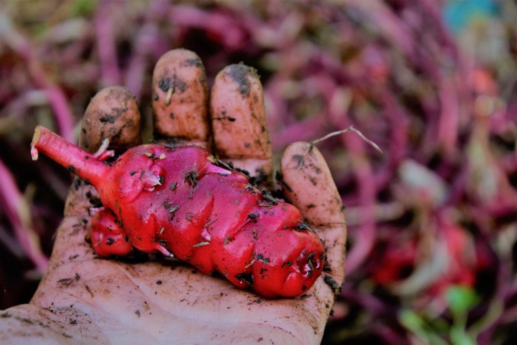 yam harvest