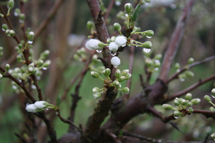 plum blossom on the move