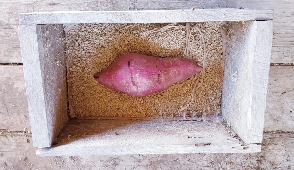 Lay the mother kumara in a sandbox