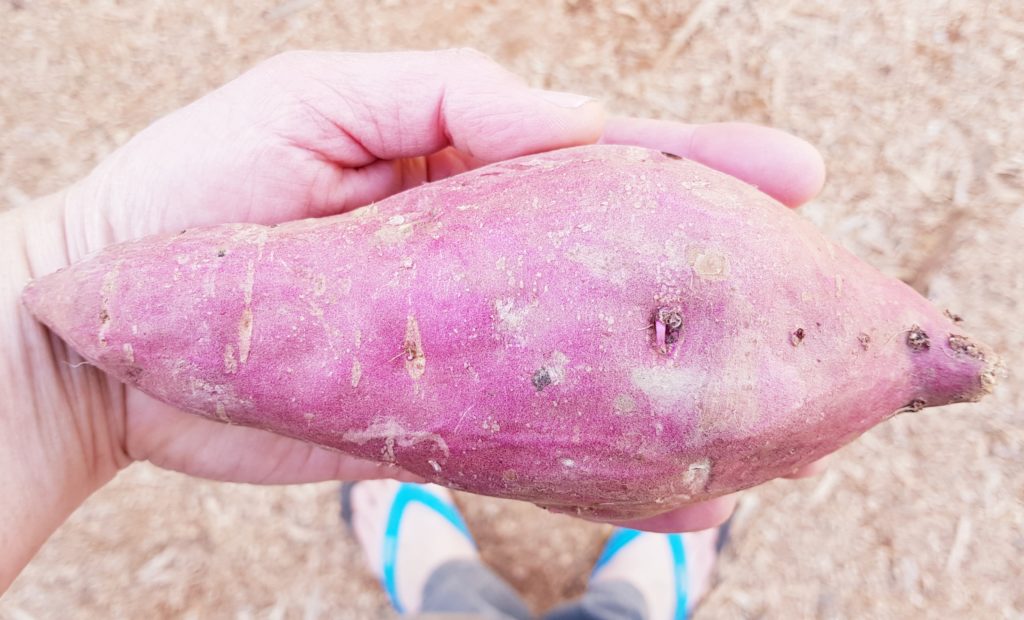 Mother kumara