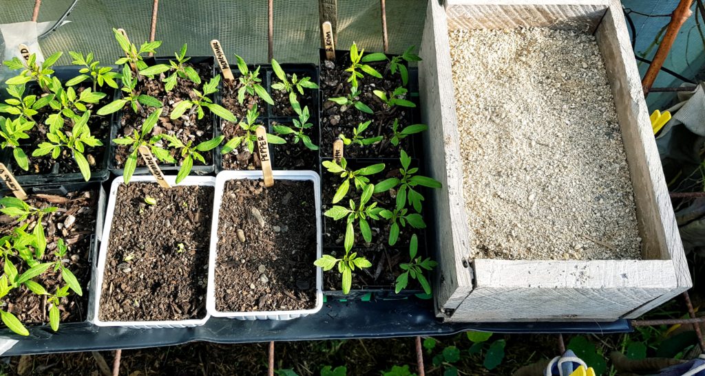Sandbox with mother kumara n a heatpad at Ediblebackyard