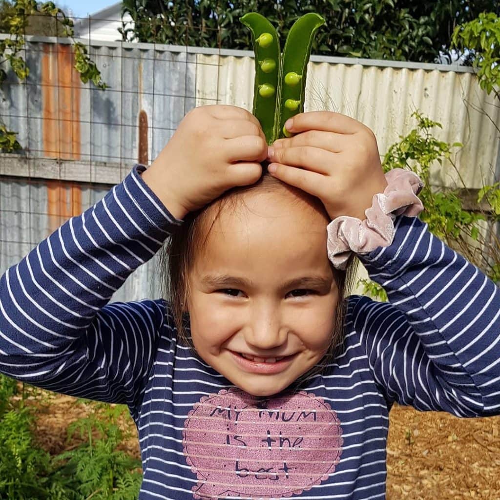 Shannon school peas from the garden