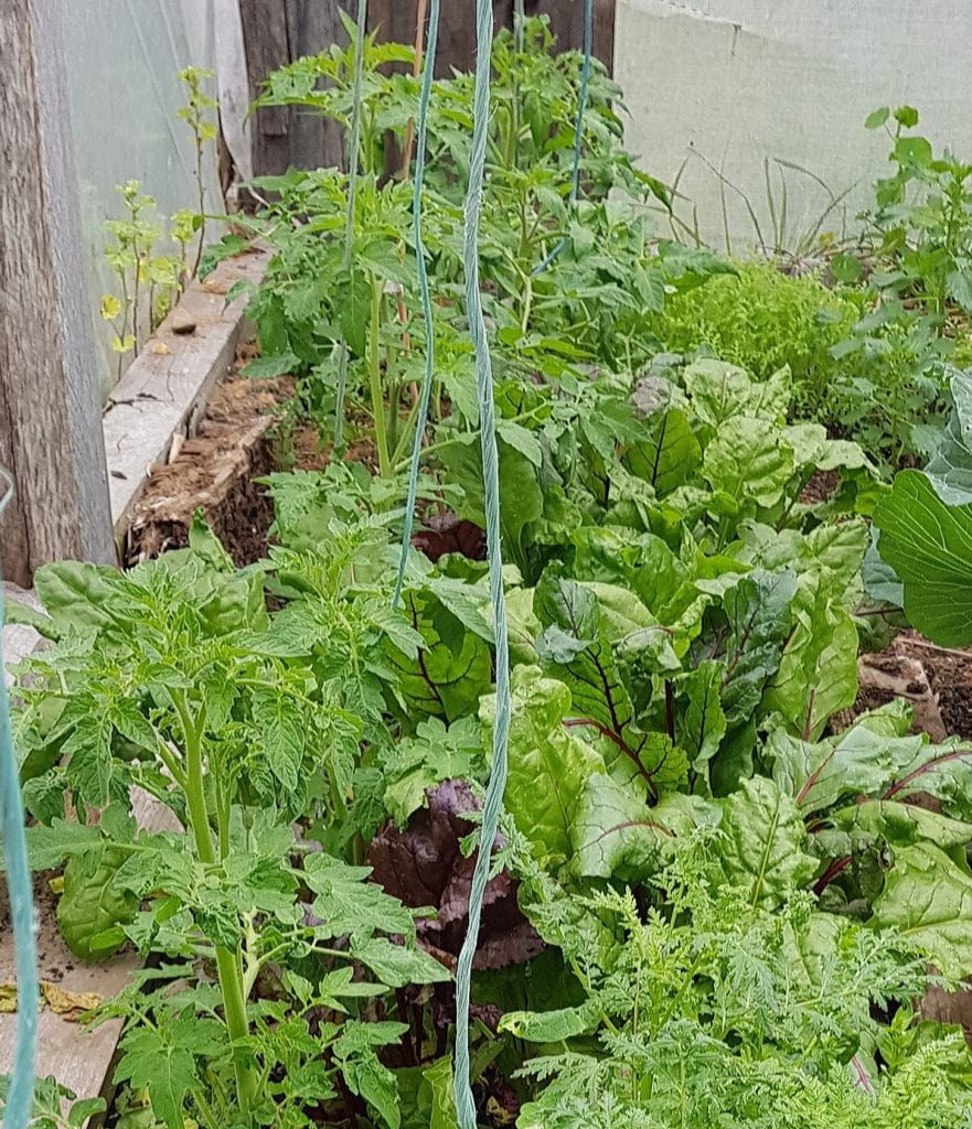 beetroot grows well with tomatoes