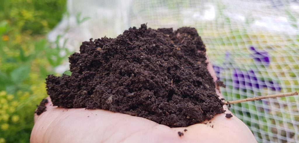 perfect beetroot sowing soil - friable and lush