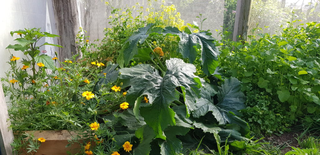 zuchinni and living mulch mustard and marigold