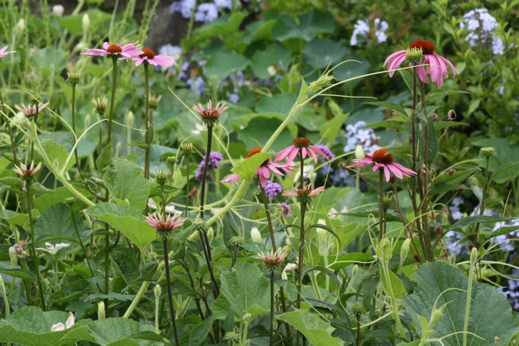 Echinacea and gourds