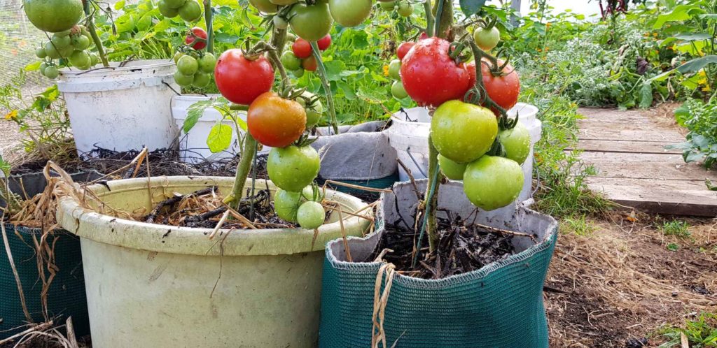How to make liquid feed Put the rotten comfrey under the tomato plants Ediblebackyard NZ