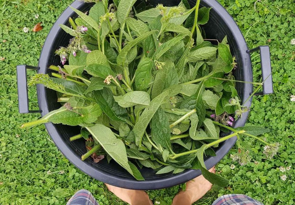 How-to-make-liquid-feed-a-bucket-full-of-comfrey-Ediblebackyard-NZ