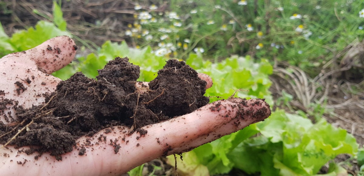 choose the best soil in your garden