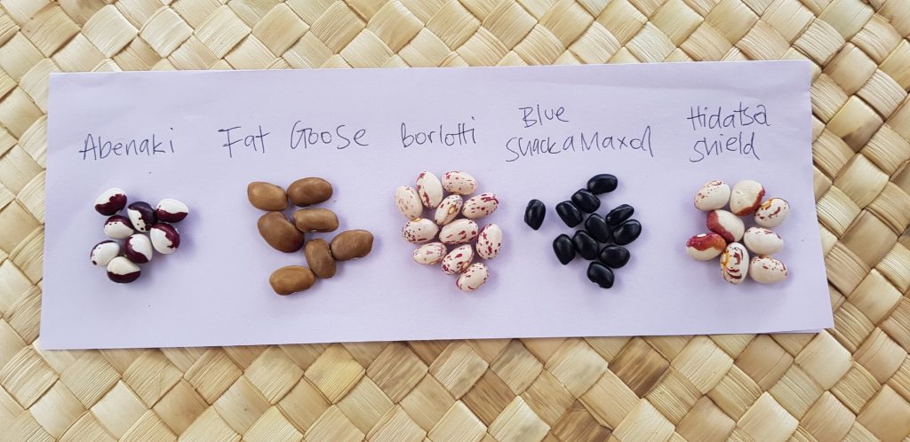 Shellout bean harvest ediblebackyard NZ