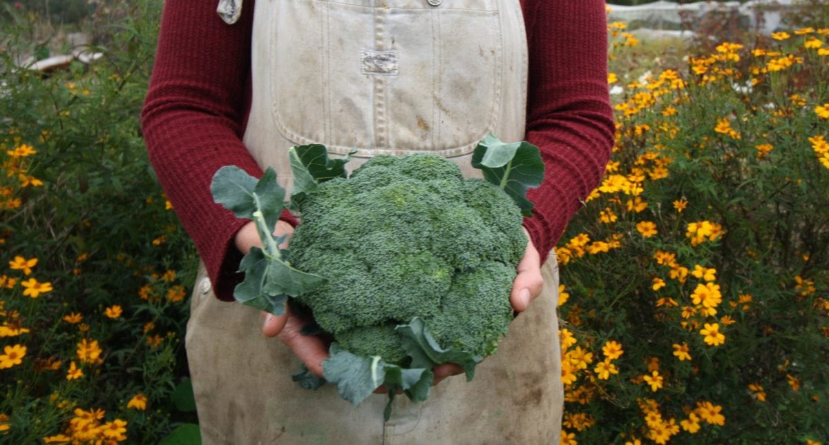 homegrown organic broccoli ediblebackyard nz