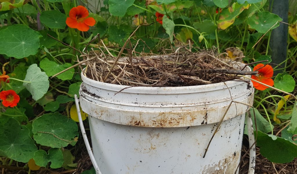 A plant pot mulched with a mix of leaves and straw