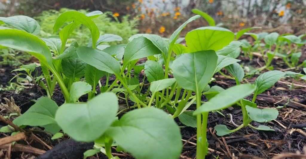 Bok choy seedlings 2 weeks from sowing