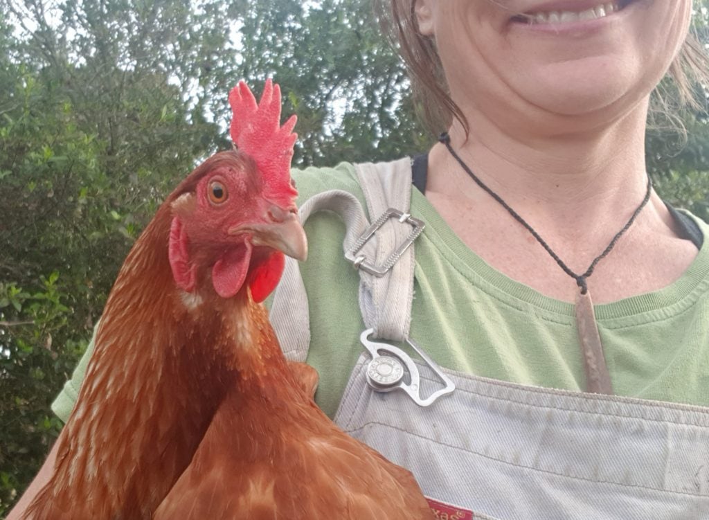 Brown shaver chicken Ediblebackyard NZ
