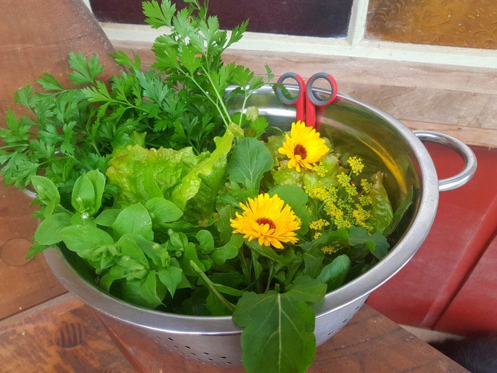 Salad harvest Ediblebackyard NZ