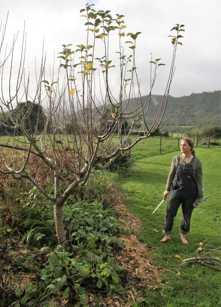 stand back for perspective while pruning fruit trees ediblebackyard nz (3)