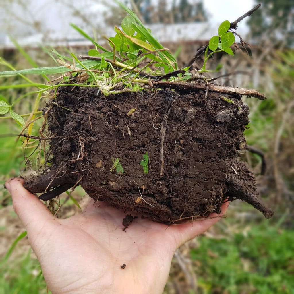 living soil looks like this edible backyard nz