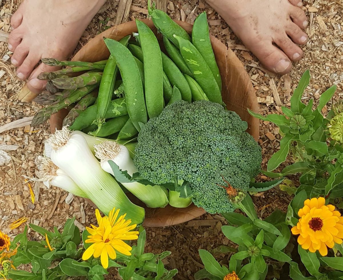 Asparagus, broccoli, peas, leeks harvested for dinner ediblebackyard