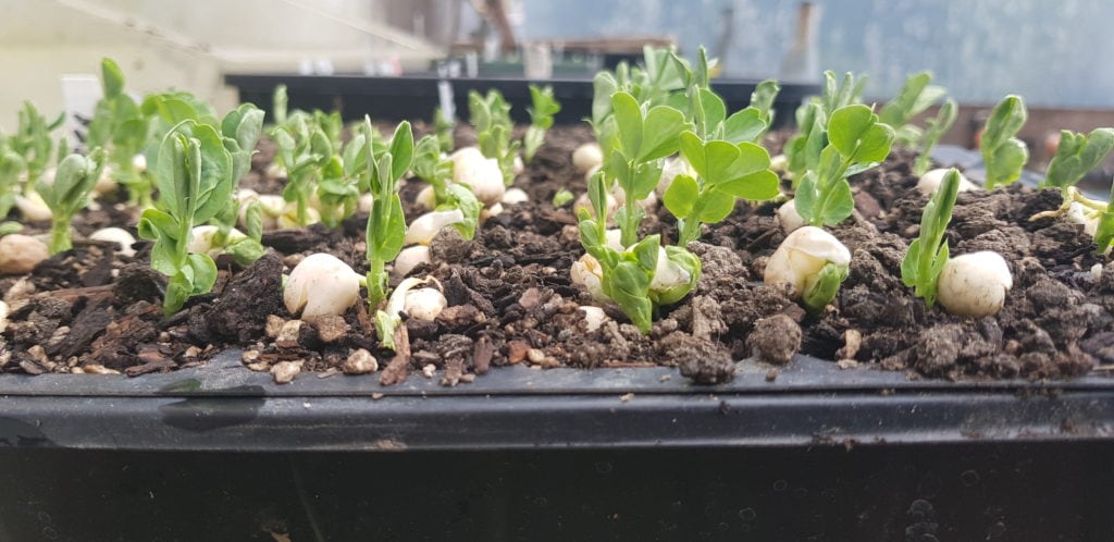 spring peas shooting away in their trays
