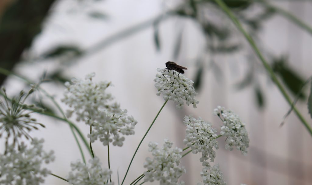 Hoverfly on Bishops Flower