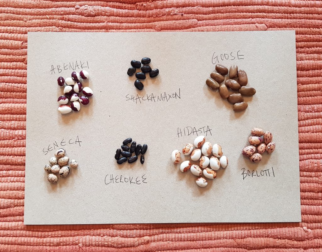 different shellout bean varieties