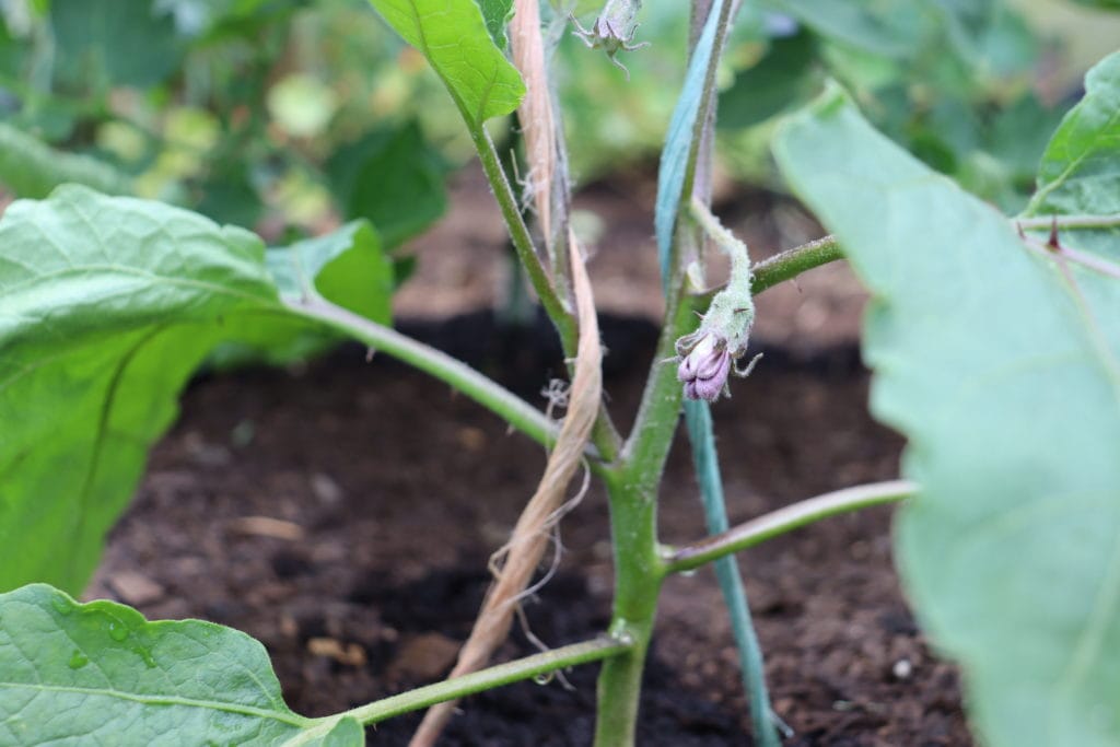 2 leaders on this long purple aubergine for more fruits