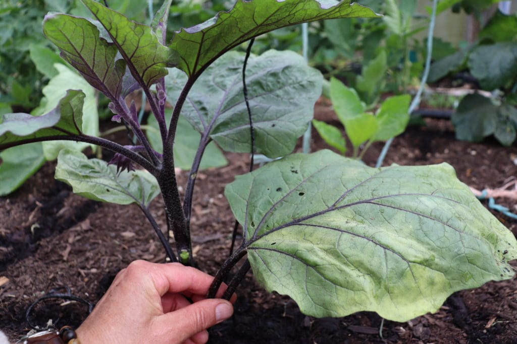 Taking old yellowing foliage off the bottom of eggplants