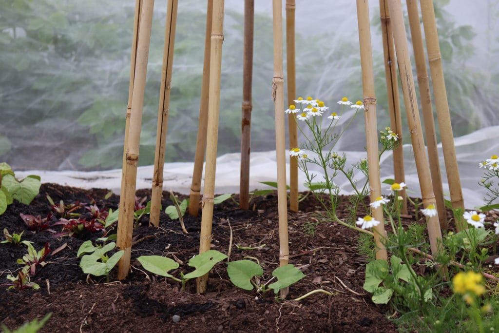 shellout beans on a teepee with beetroot and chamomile companion plants