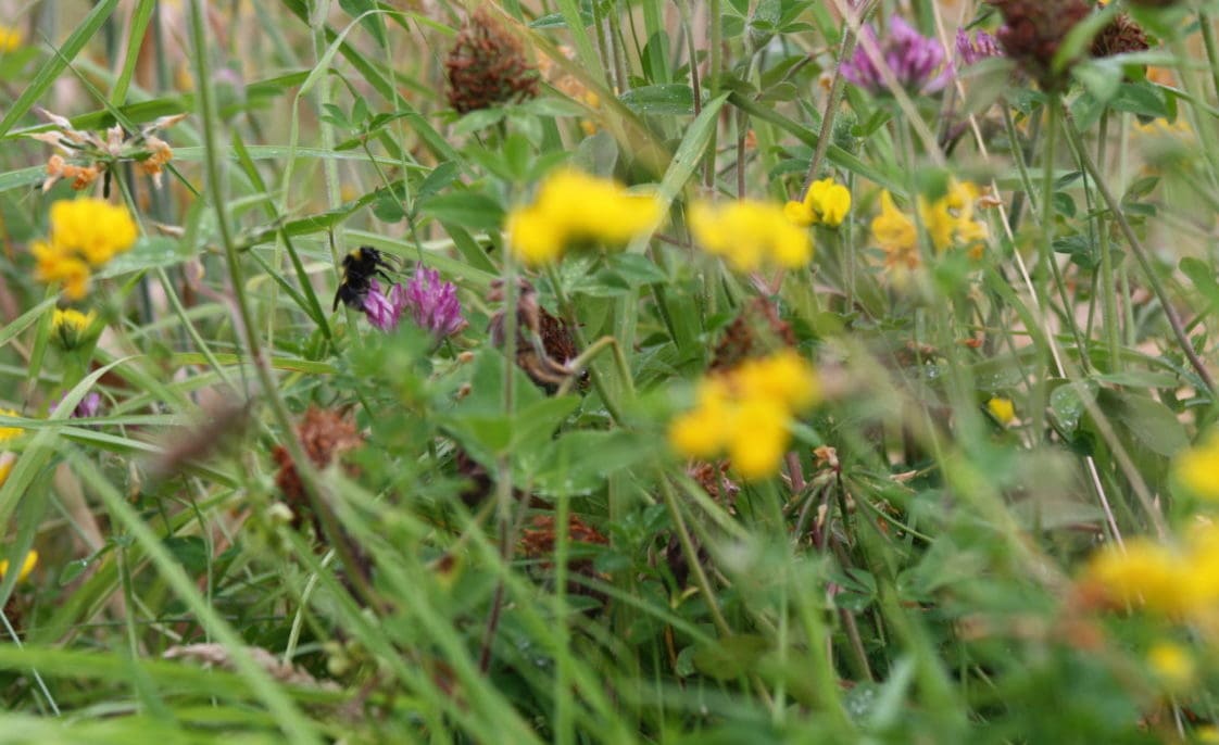 BEES FORAGING ON LONG LAWN