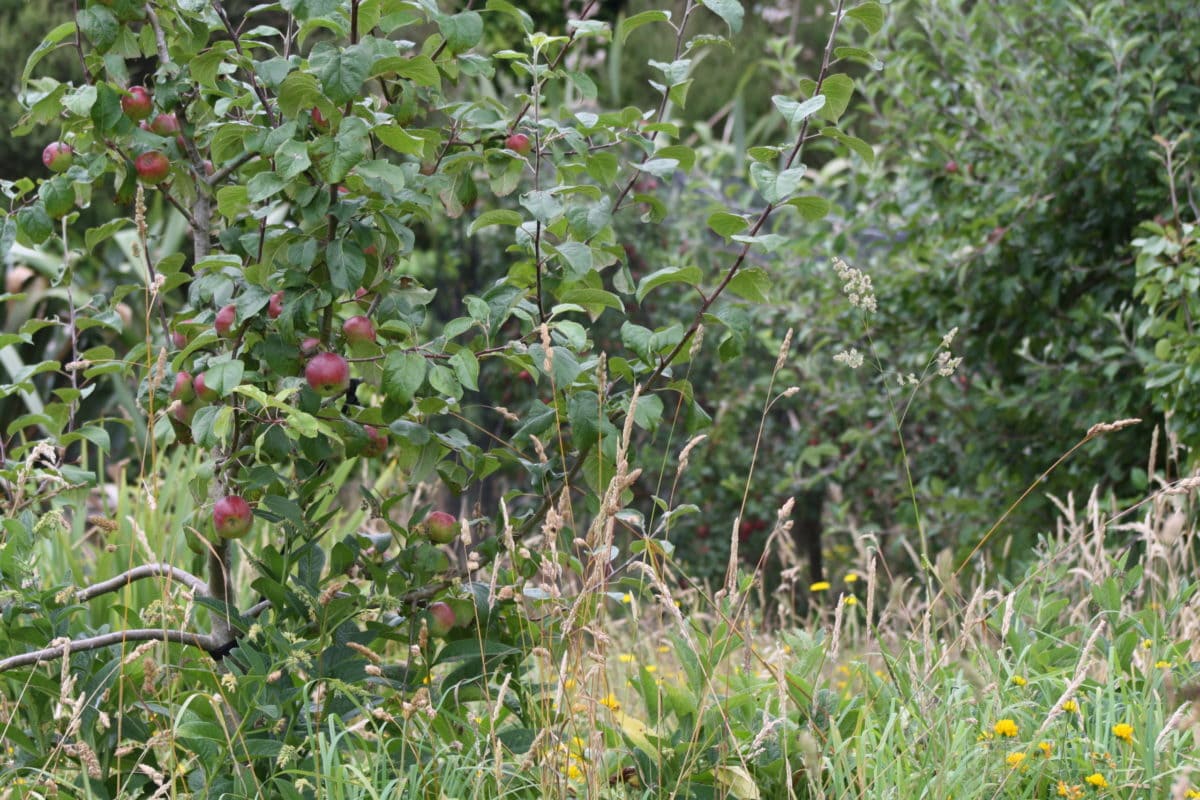 BEES FORAGING ON LONG LAWN