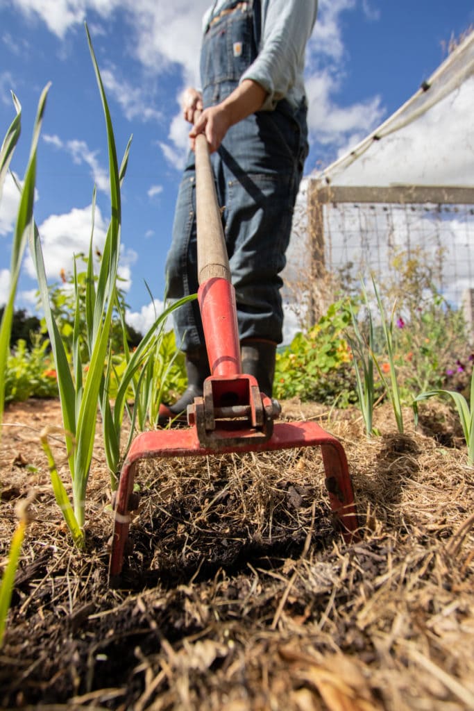Hoeing weeds with a hula hoe