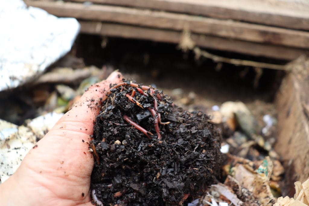 wormcastings from the worm farm