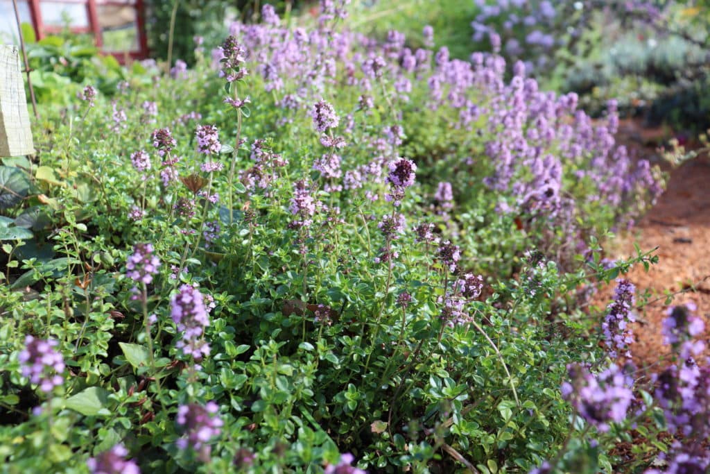 Thyme flowers are much loved by the bees
