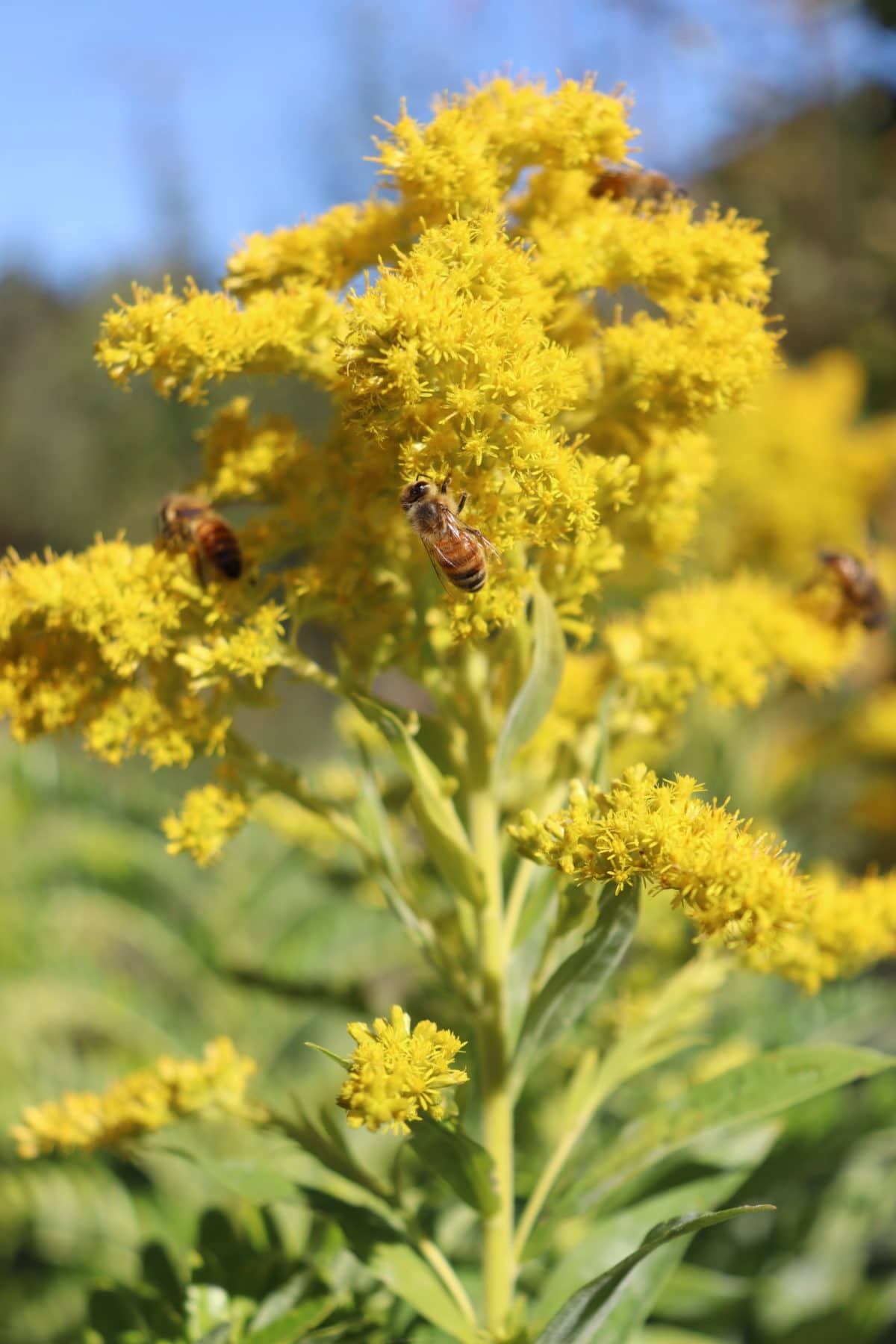 golden rod is a covered in bees when it flowers in autumn