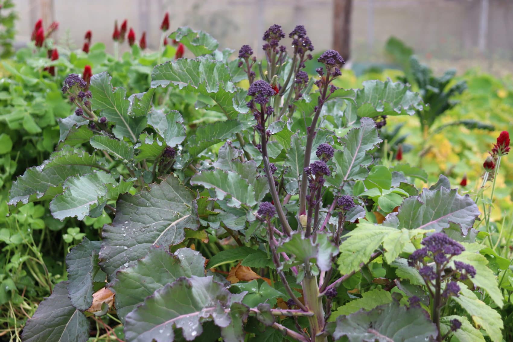 Purple Sprouting Broccoli underplanted with redclover parsnips and red clover