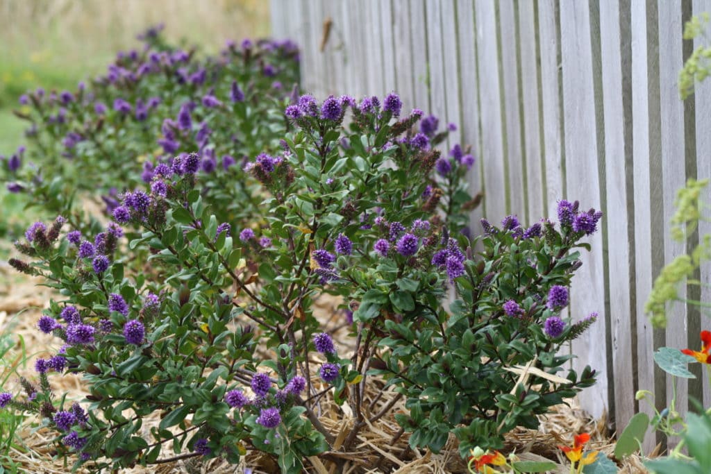 Hebes in front of a slat fence - a low shelter around the northern line of the vegie patch
