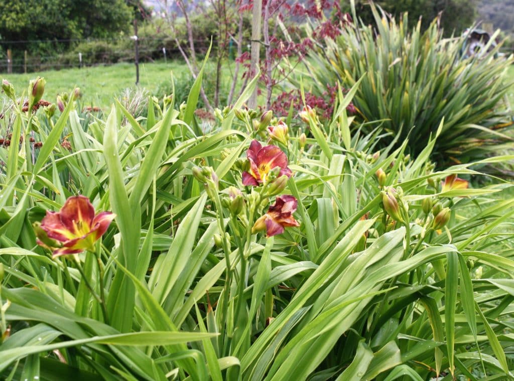Emerald Gem flaxes, daylillies, peach and maple create an easycare screen