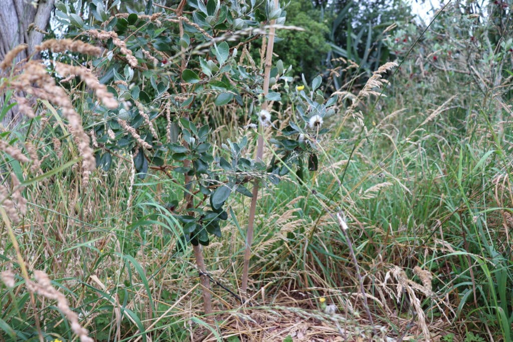 Young Feijoa tree protected by long grass