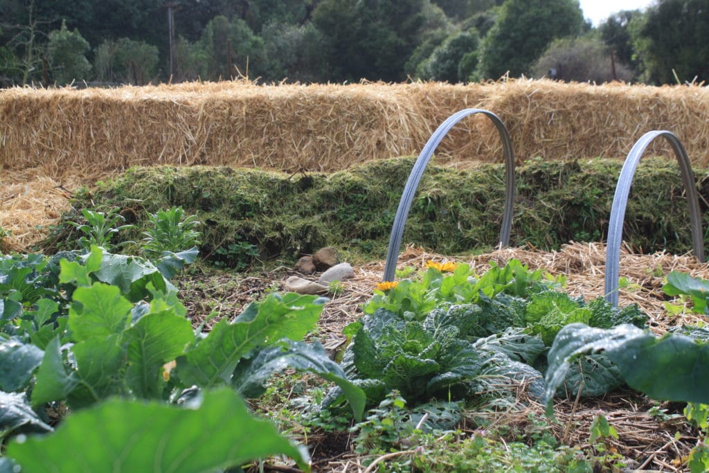 Stacked bales of straw make an excellent temporary shelter for vegetable gardens