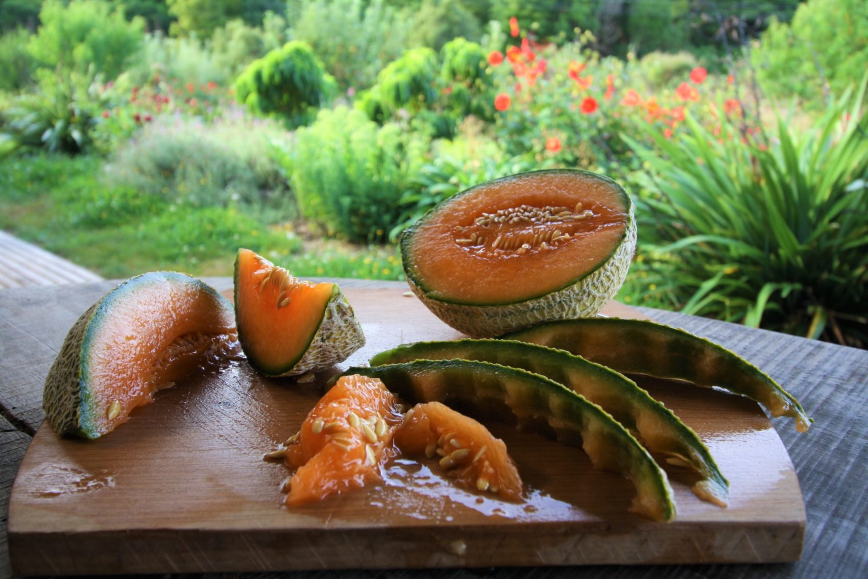 Amish rockmelon harvest