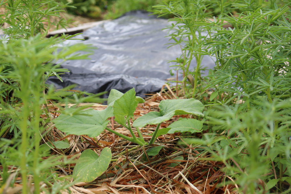 newly planted zuchinni in a pocket of living lupin mulch