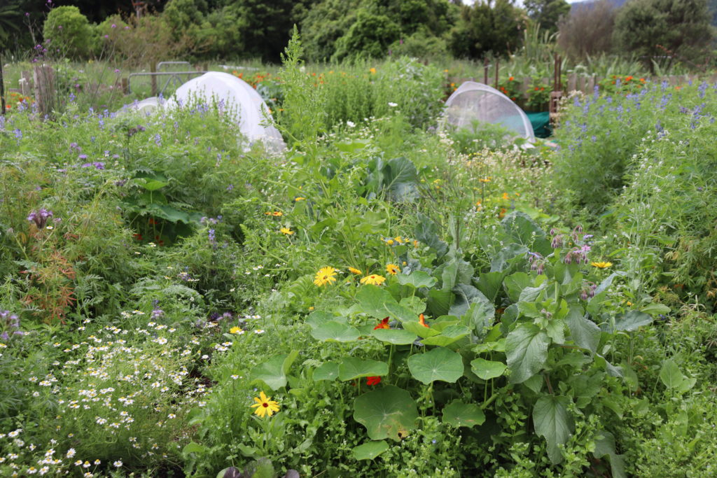 The garden in January - flowers, vegetables, greencrops - no bare earth remains!