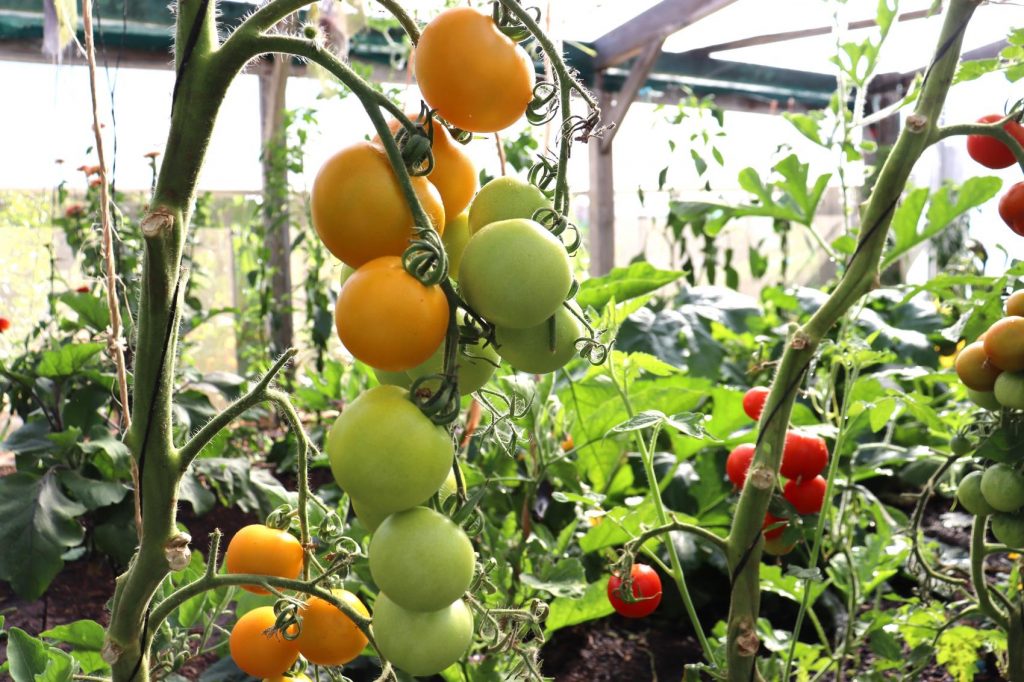 scottish yellow tomato grown as a single leader up a string