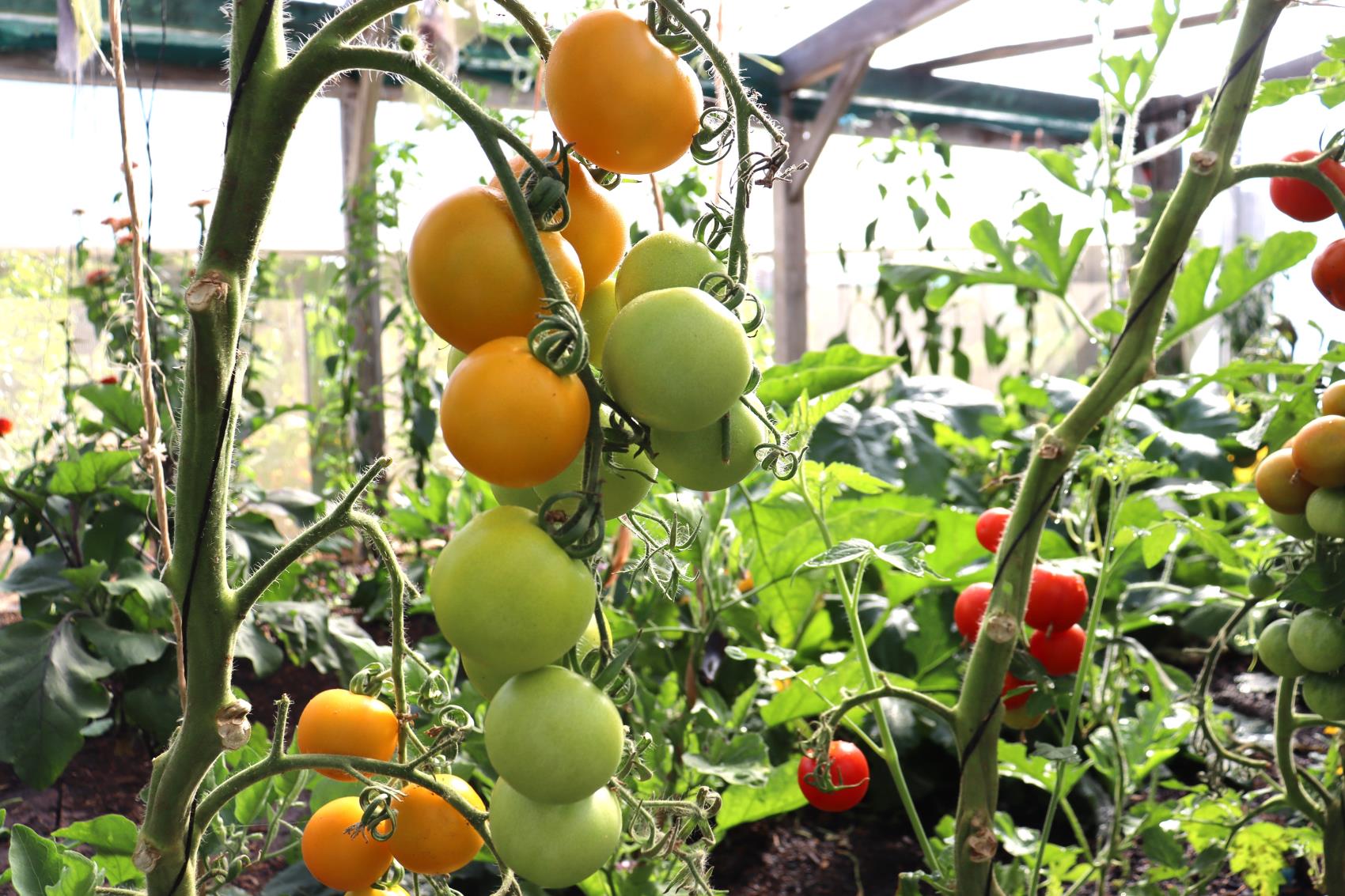 scottish yellow grown as a single leader up a string
