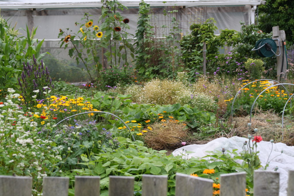 Beans, corn and sunflowers rise up from a living mulch of flowers, squash and kumara